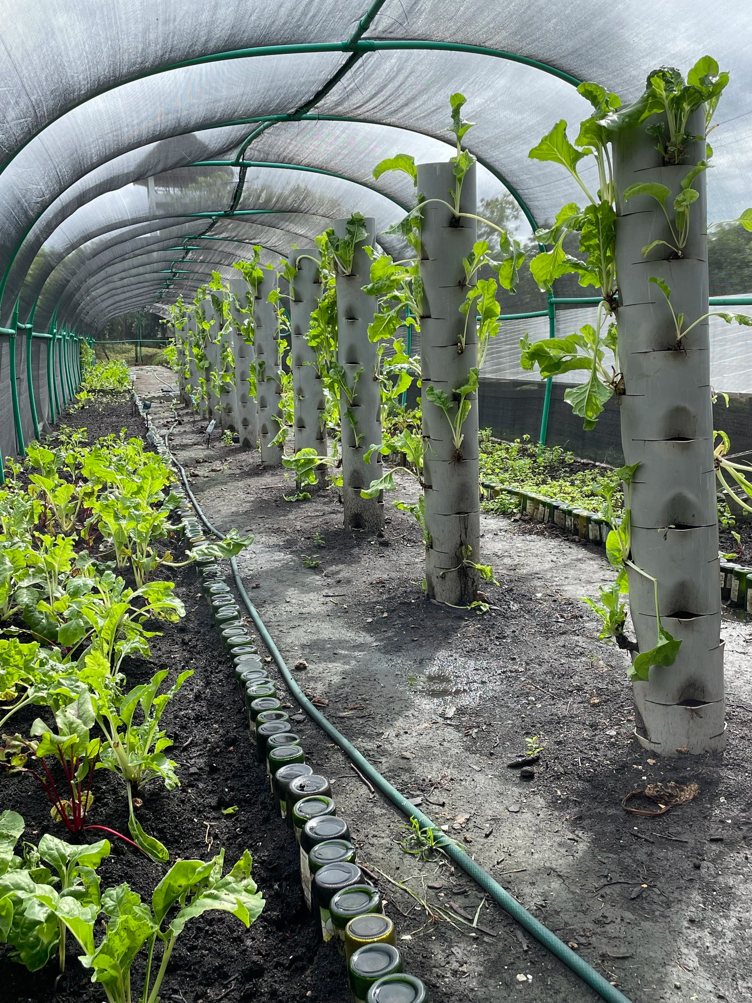 Rows of young leafy greens growing in vertical pipe planters inside a greenhouse, fed by drip irrigation