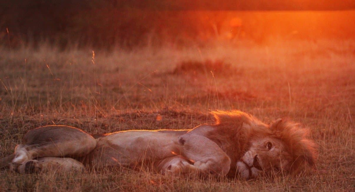 A lion resting in the long grass of the Maasai Mara at sunset