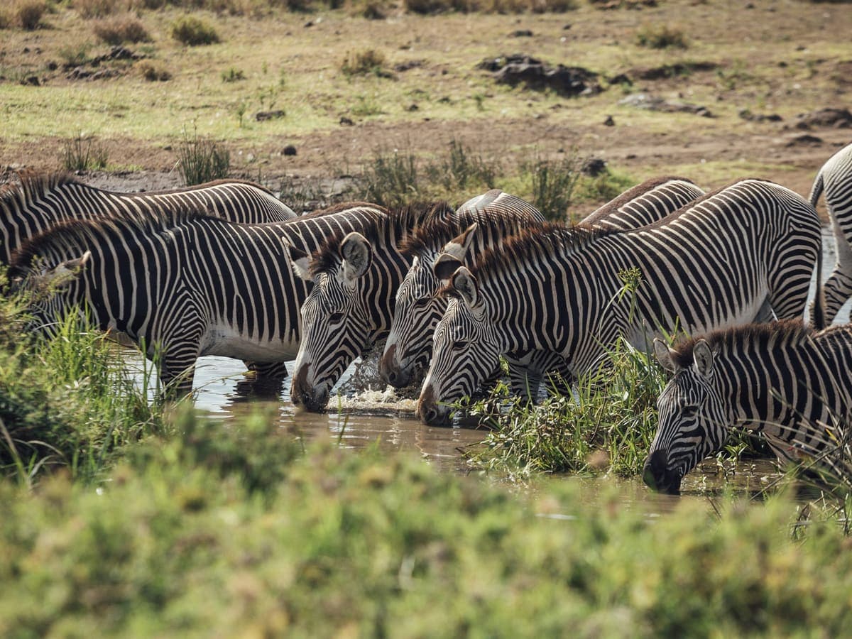 Grevy's zebras drinking at a waterhole on the Lewa conservancy near Lewa House