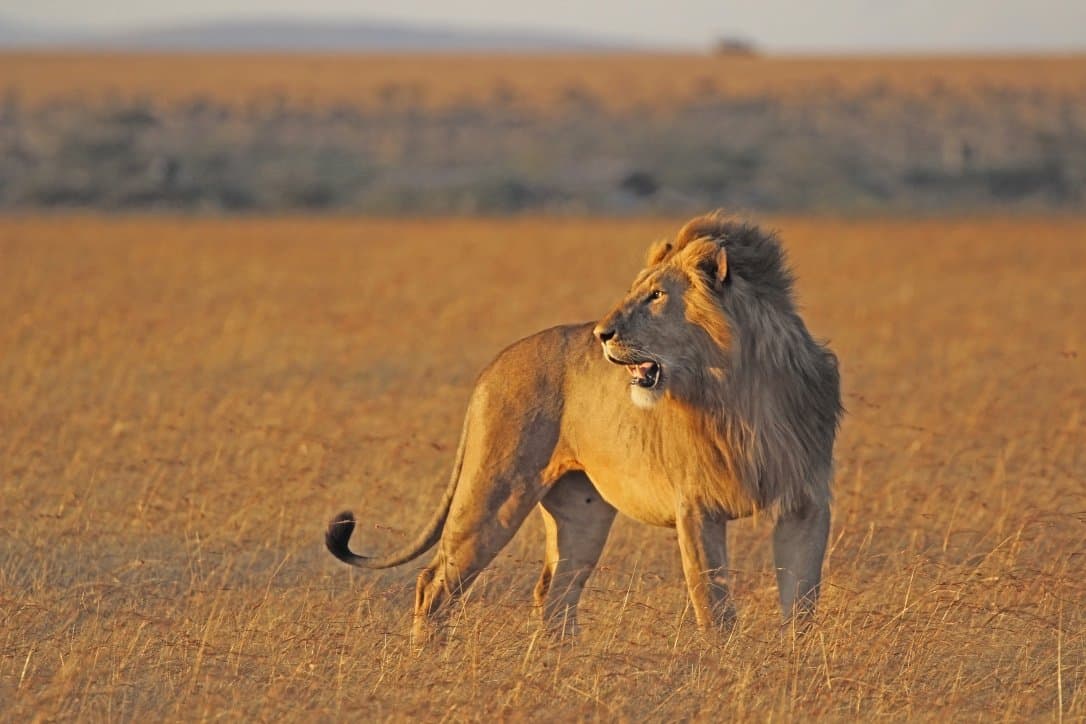 A male lion standing in golden grassland, looking over his shoulder